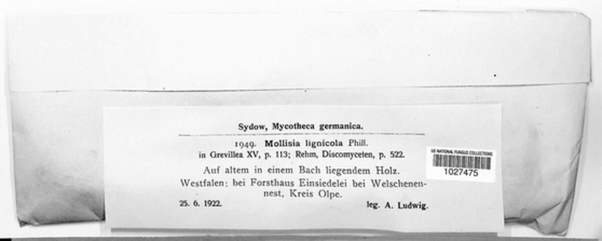 Mollisia ligni image